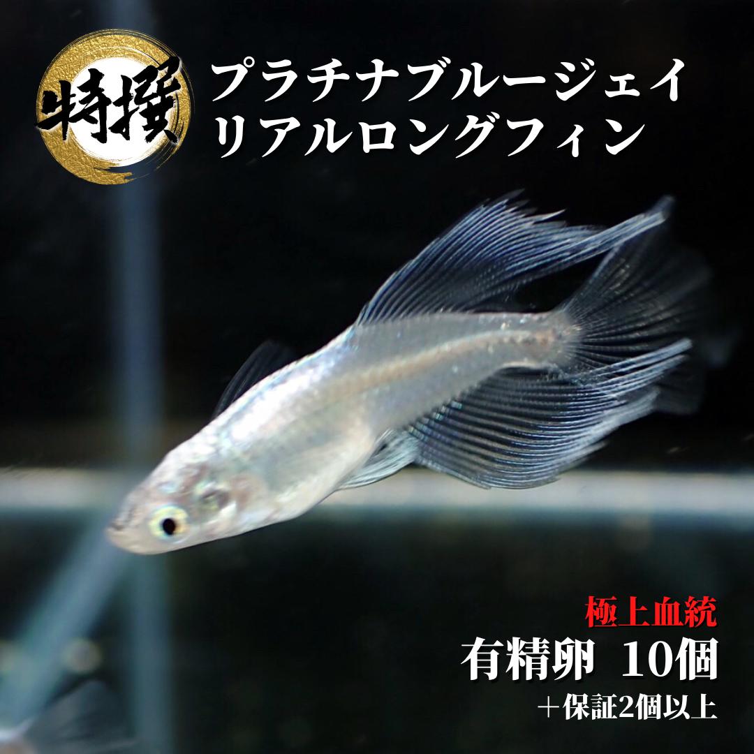 楽天市場】メダカ【プラチナブルージェイリアルロングフィン 稚魚10匹】ゾウリムシ ミジンコ PSB と同梱可能 生クロレラ同梱不可 : world  green aquarium