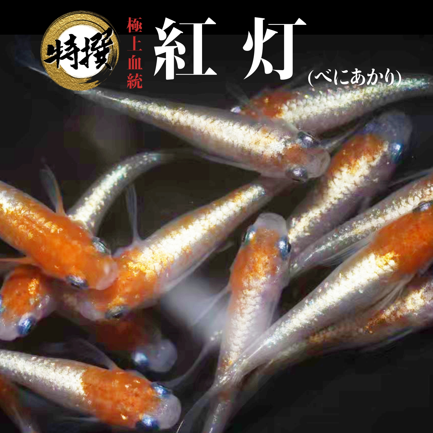 楽天市場】メダカ 入門 上州めだか【王華リアルロングフィン 成魚5匹】初心者 めだか 生体 観賞魚 ゾウリムシ ミジンコ PSB と同梱包可能  生クロレラ 同梱不可 : world green aquarium