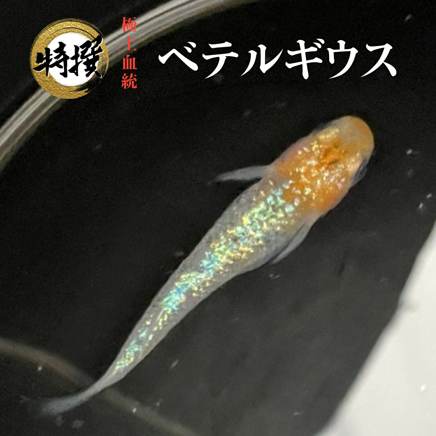 楽天市場】メダカ 入門 上州めだか【王華リアルロングフィン 成魚5匹】初心者 めだか 生体 観賞魚 ゾウリムシ ミジンコ PSB と同梱包可能  生クロレラ 同梱不可 : world green aquarium