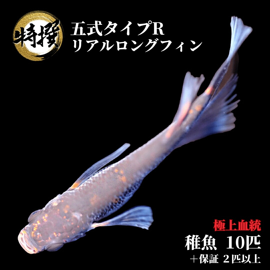 楽天市場】【稚魚10匹】メダカ 和墨リアルロングフィン【送料無料】めだか 生体 目高 ヒレ長 観賞魚 ゾウリムシ ミジンコ PSB と同梱可能  生クロレラ同梱不可 : world green aquarium