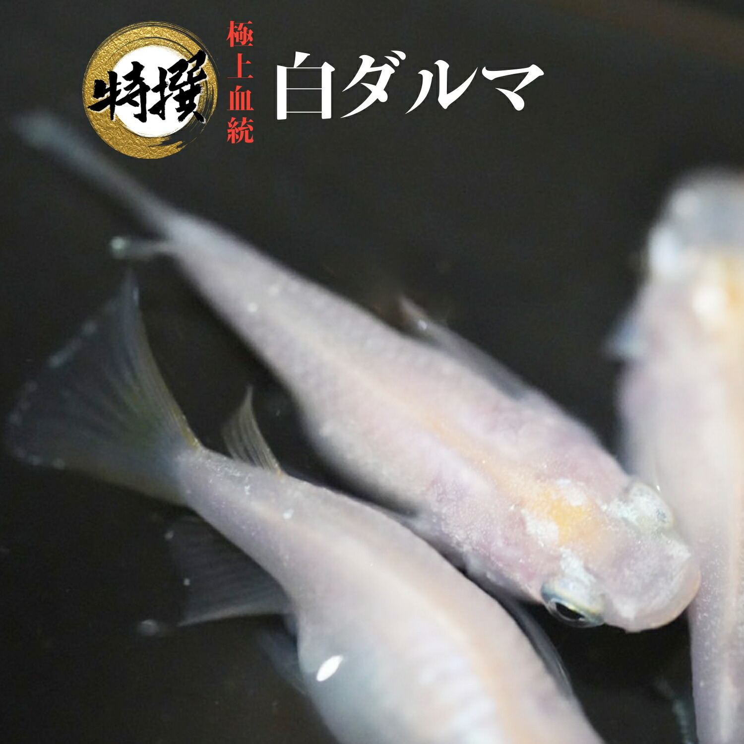 ダルマメダカの遺伝・産卵・繁殖・殖やし方について 《沖縄生まれの沖縄育ち 琉球