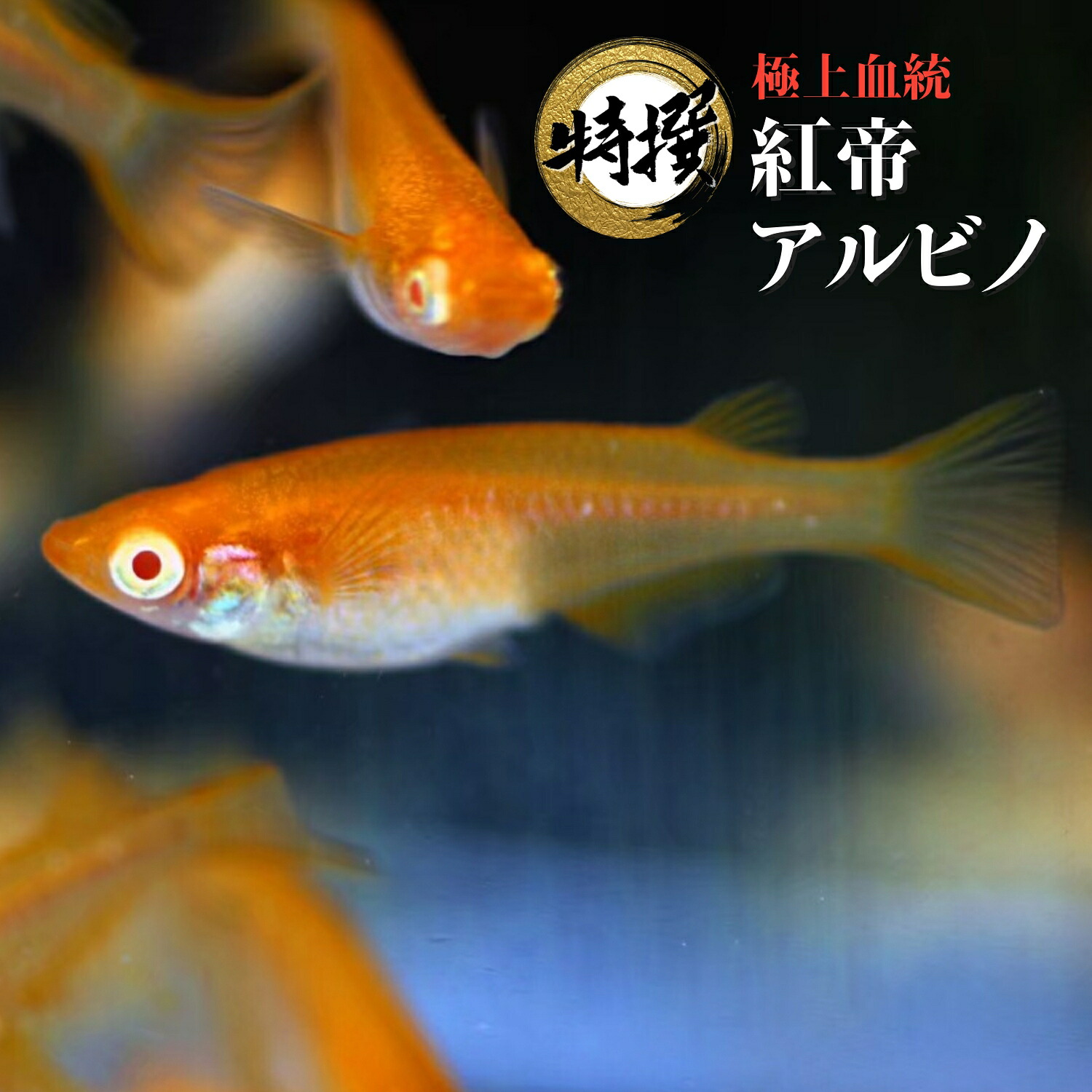 【楽天市場】【入門用成魚10匹】メダカ 紅帝アルビノ【送料無料】めだか 生体 目高 アルビノ こうてい ゾウリムシ ミジンコ PSB と同梱 ...