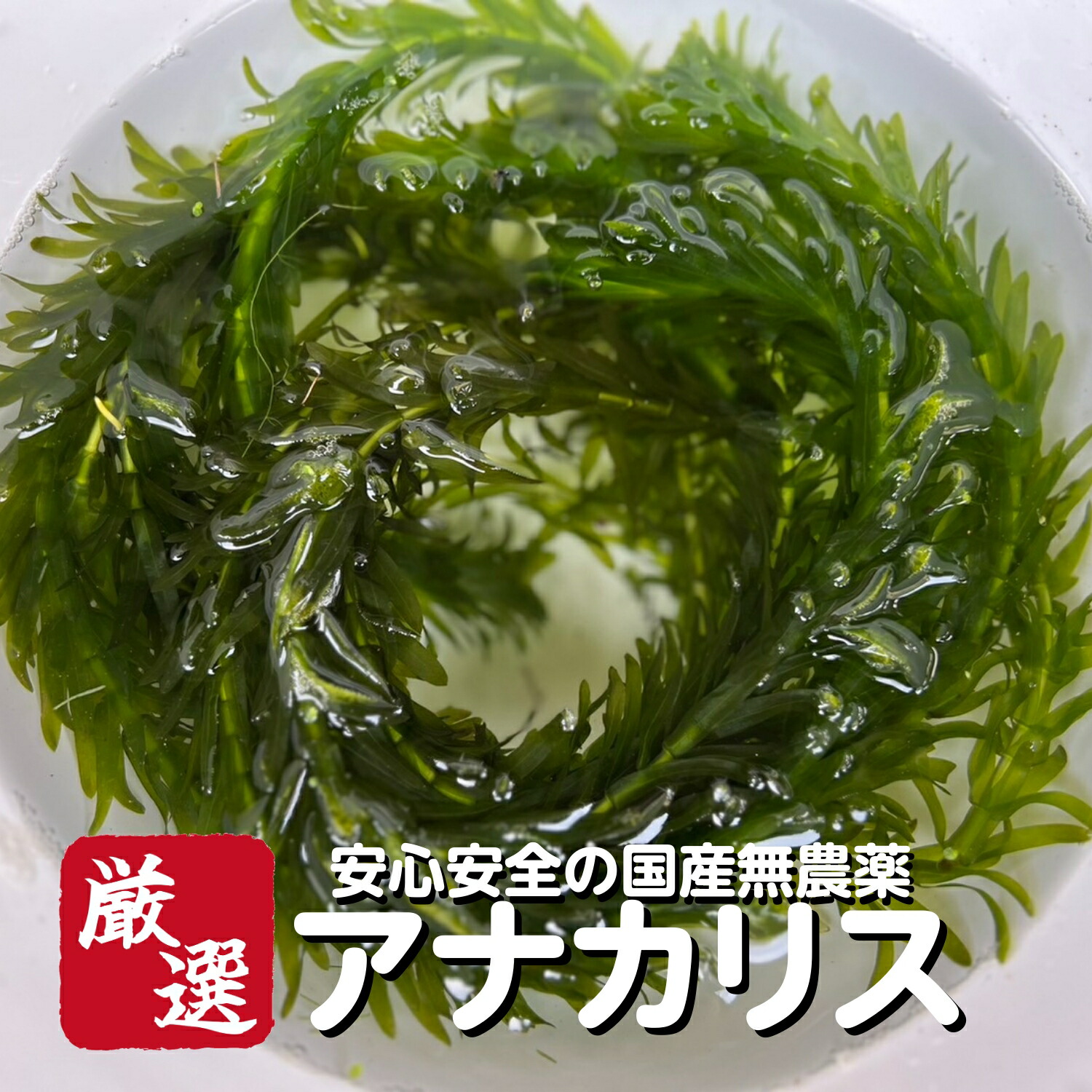 楽天市場】水草 国産 無農薬 アナカリス メダカ 金魚藻 オオカナダモ