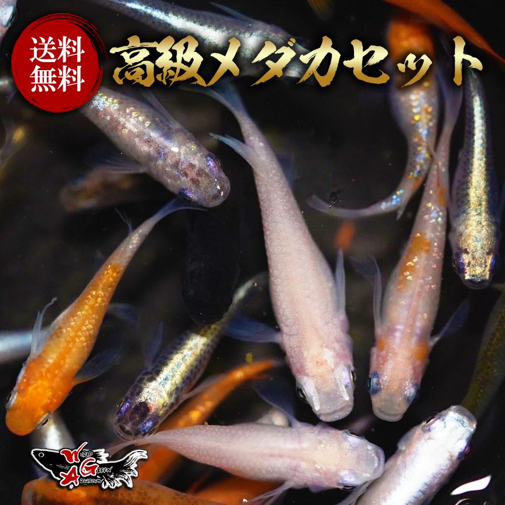 【現物出品】　三色ミックス　10匹　c-89 厳選メダカミックス （M～Lサイズ） 10匹+α 送料無料(一部地域除く