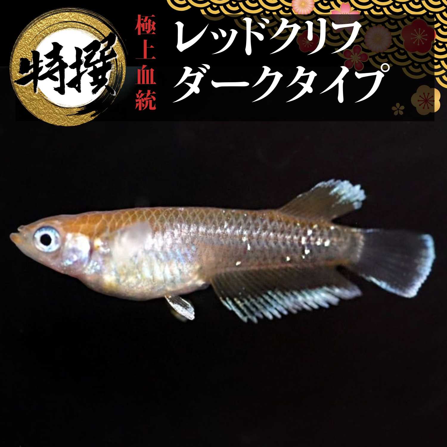 楽天市場】メダカ【レッドクリフダークタイプ】めだか 生体