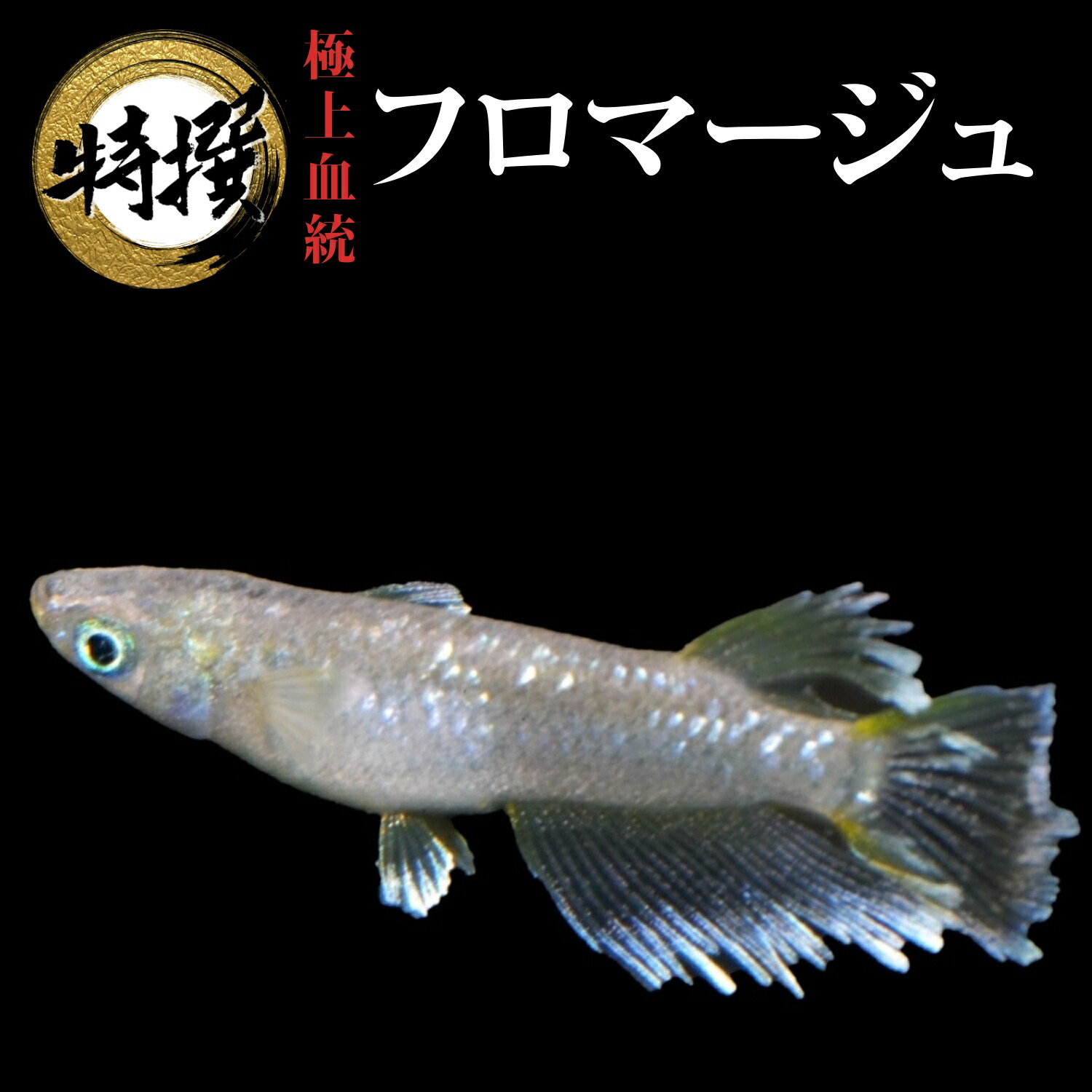 楽天市場】メダカ【プラチナブルージェイリアルロングフィン 稚魚10匹】ゾウリムシ ミジンコ PSB と同梱可能 生クロレラ同梱不可 : world  green aquarium