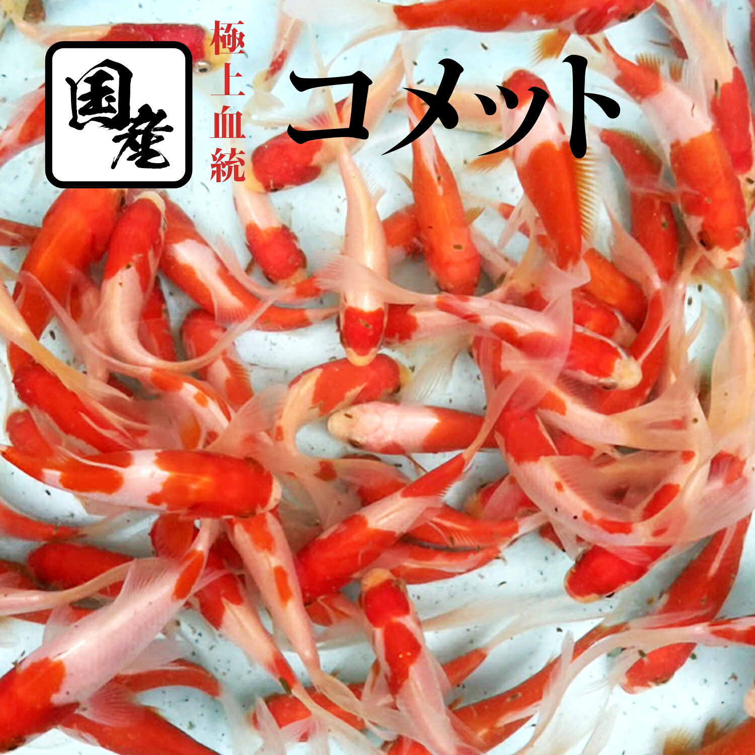 【楽天市場】金魚【国産コメット 1匹】更紗コメット 蘭鋳 らんちゅう キャリコ ピンポンパール と同梱包可能 アオウキクサ クロレラ錠剤 と ...