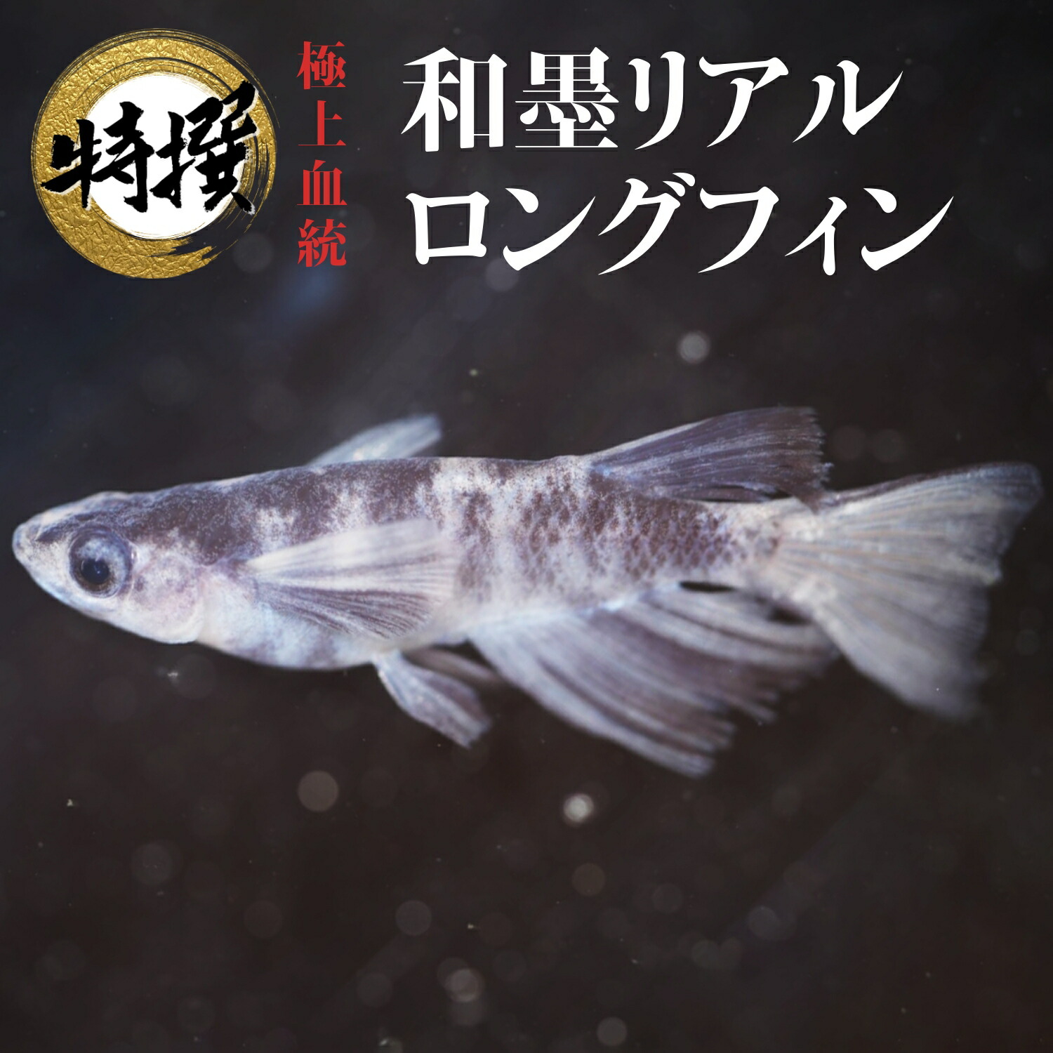 【楽天市場】メダカ 卵【和墨リアルロングフィン 有精卵】めだか わずみ 生体 ゾウリムシ ミジンコ PSB と同梱可能 生クロレラ同梱不可 :  world green aquarium