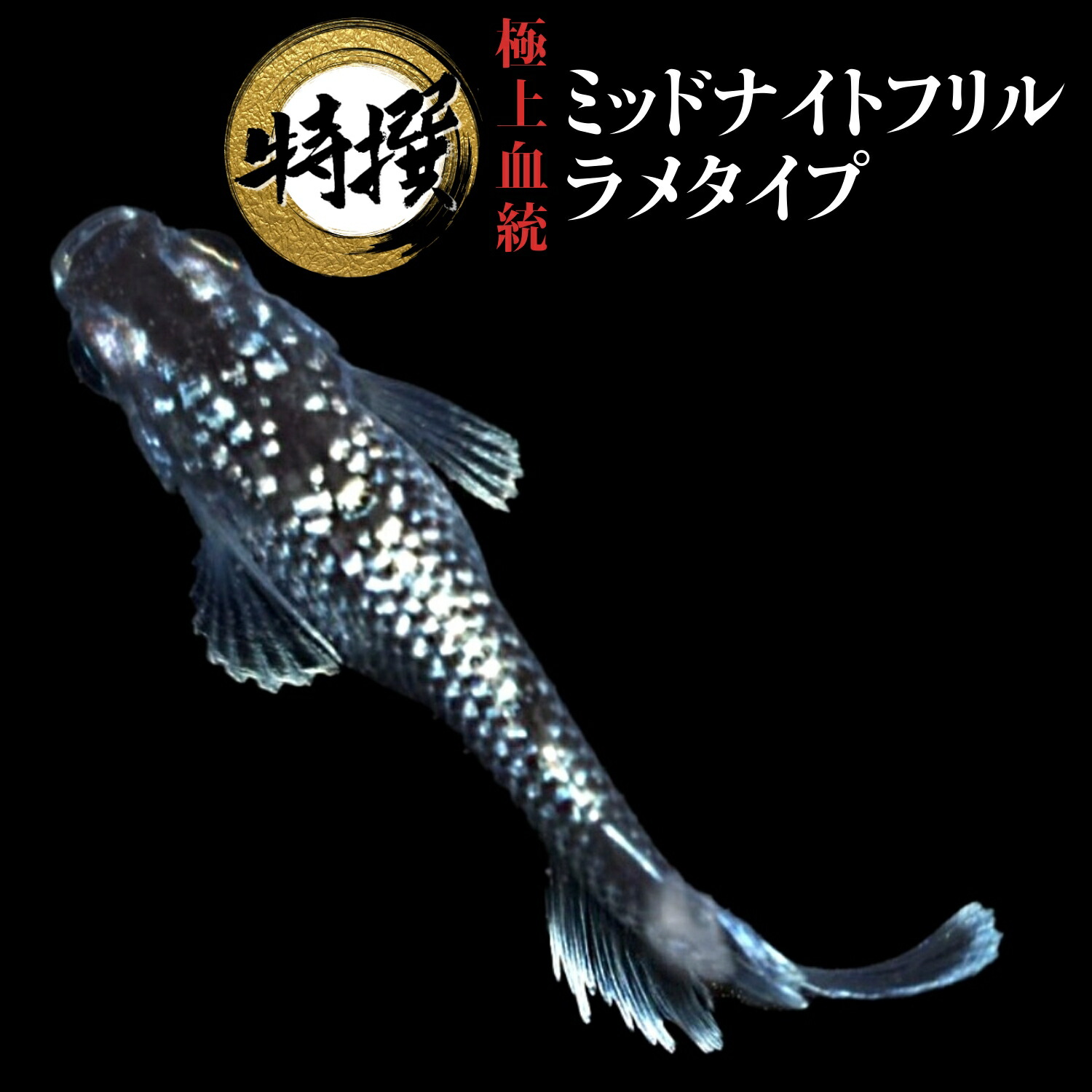 ミッドナイトフリルダルマメダカ めだか ミッドナイトフリルダルマメダカ めだか