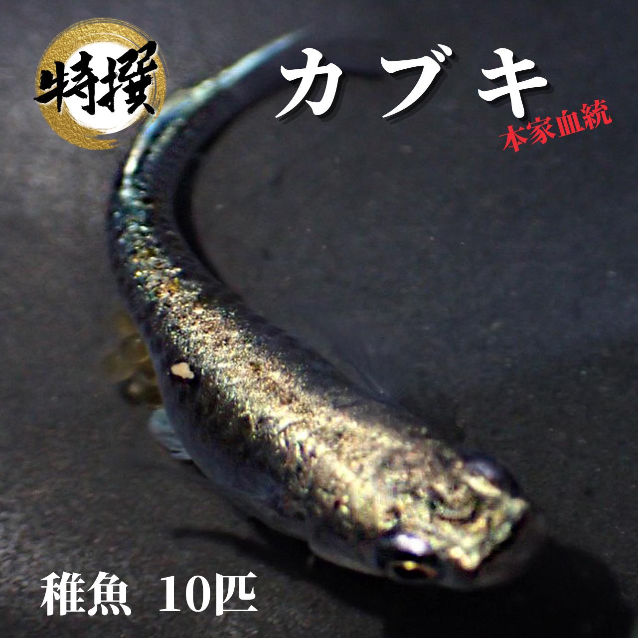 楽天市場】メダカ 特選魚【雲州三色 稚魚10匹】ゾウリムシ ミジンコ PSB と同梱可能 生クロレラ同梱不可 : world green  aquarium