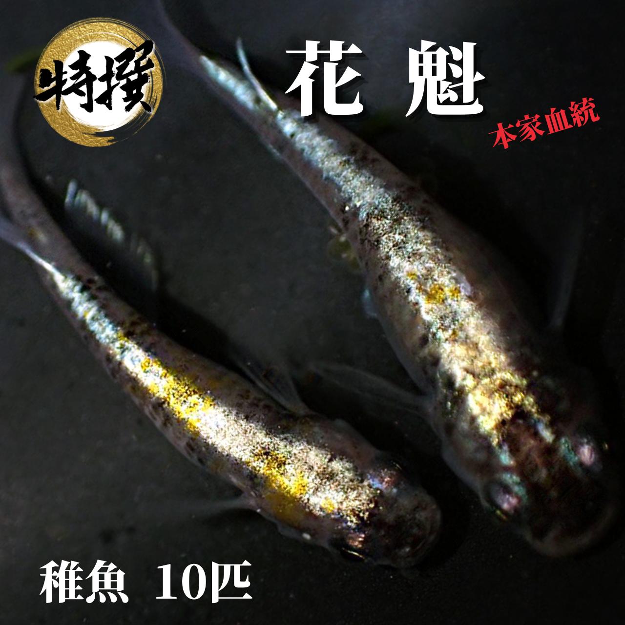 楽天市場】メダカ 特選魚【雲州三色 稚魚10匹】ゾウリムシ ミジンコ PSB と同梱可能 生クロレラ同梱不可 : world green  aquarium