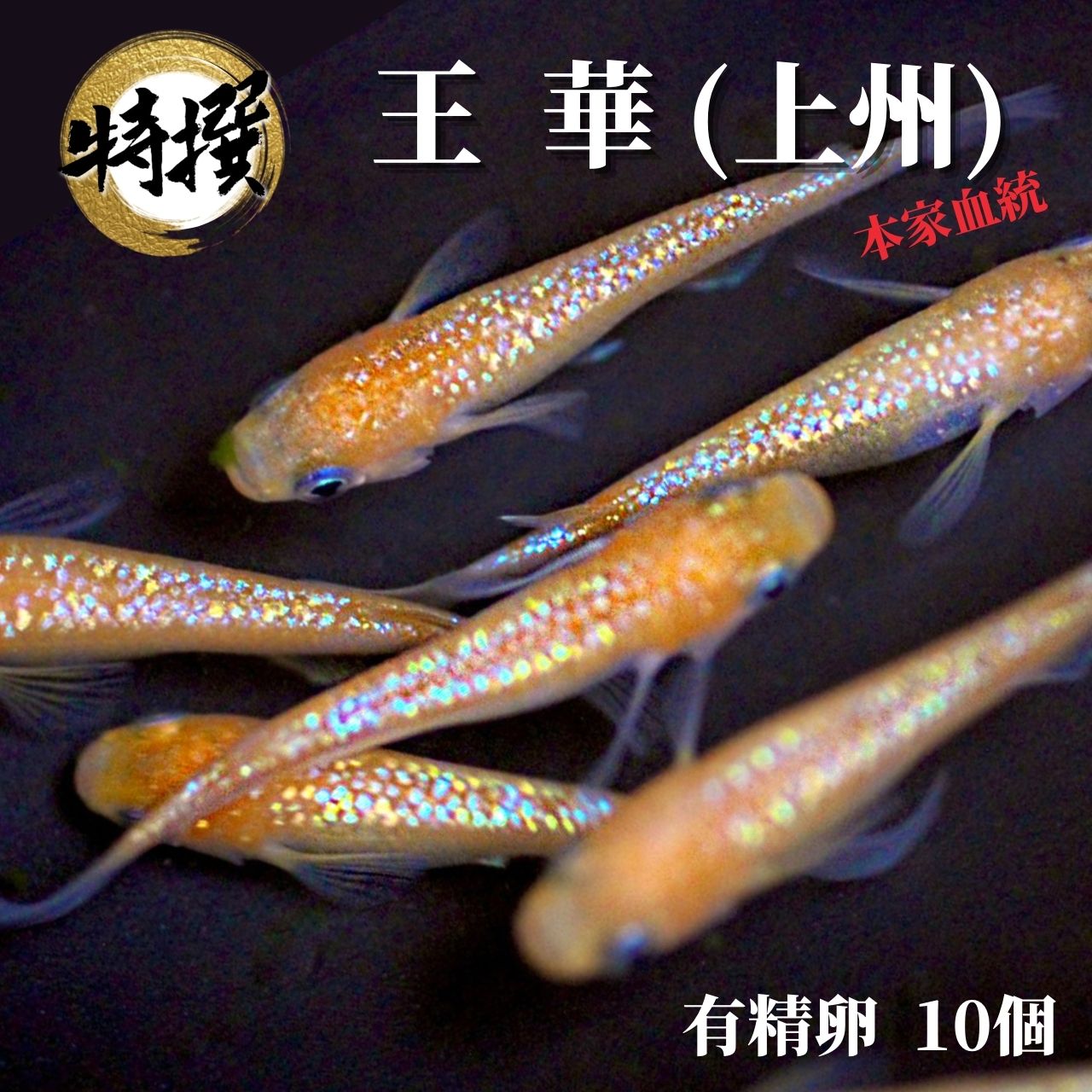 今日の超目玉】 王華 有精卵 10個 おうか めだか メダカ メダカの有精