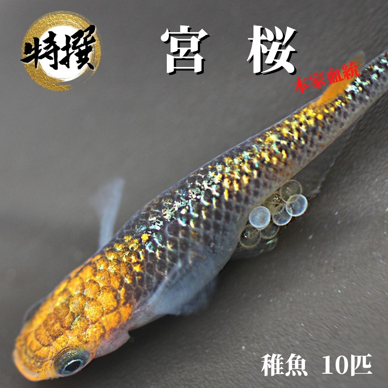 楽天市場】メダカ【忘却の翼(ぼうきゃくのつばさ)めだか 稚魚10匹】大人気品種 ゾウリムシ ミジンコ PSB と同梱可能 生クロレラ同梱不可 :  world green aquarium