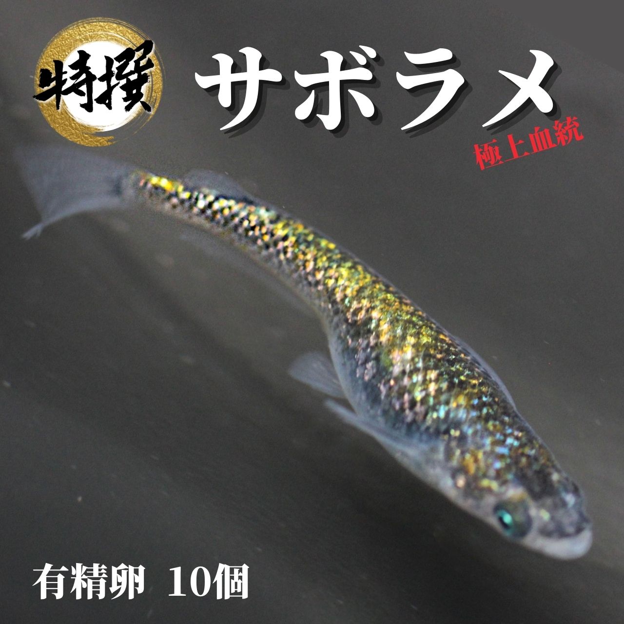 【楽天市場】メダカ【サボラメ 稚魚10匹】ゾウリムシ ミジンコ PSB と同梱可能 生クロレラ同梱不可 : world green aquarium