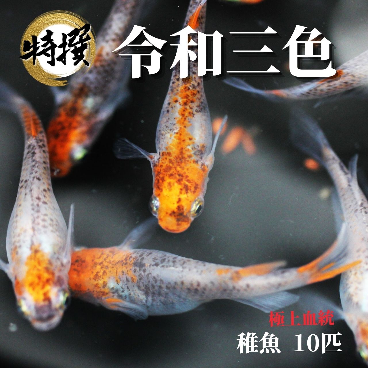 楽天市場】メダカ 特選魚【雲州三色 稚魚10匹】ゾウリムシ ミジンコ PSB と同梱可能 生クロレラ同梱不可 : world green  aquarium