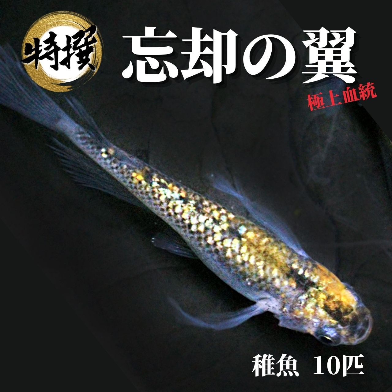 楽天市場】メダカ 卵【サボラメ メダカの卵（有精卵）10個】ゾウリムシ ミジンコ PSB と同梱可能 生クロレラ同梱不可 : world green  aquarium