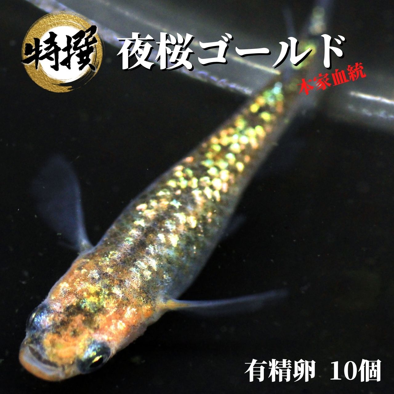 楽天市場】メダカ 特選魚【雲州三色 稚魚10匹】ゾウリムシ ミジンコ PSB と同梱可能 生クロレラ同梱不可 : world green  aquarium