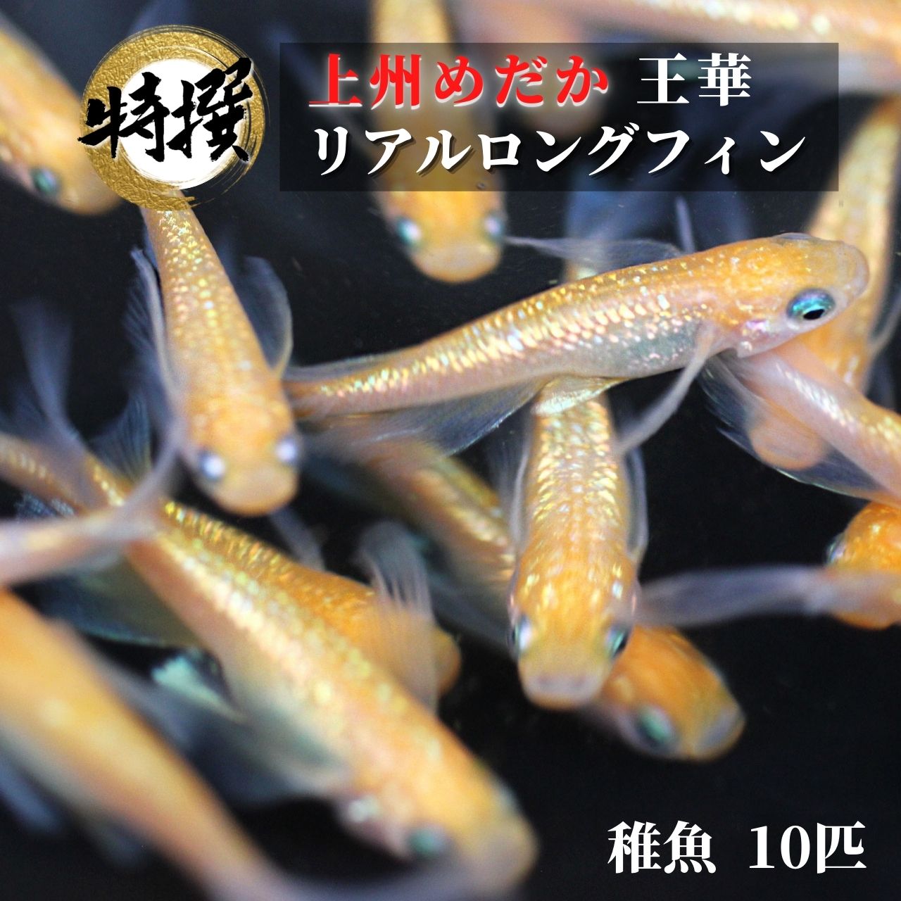 【楽天市場】メダカ 入門 上州めだか【王華リアルロングフィン 成魚5匹】初心者 めだか 生体 観賞魚 ゾウリムシ ミジンコ PSB と同梱包可能  生クロレラ 同梱不可 : world green aquarium