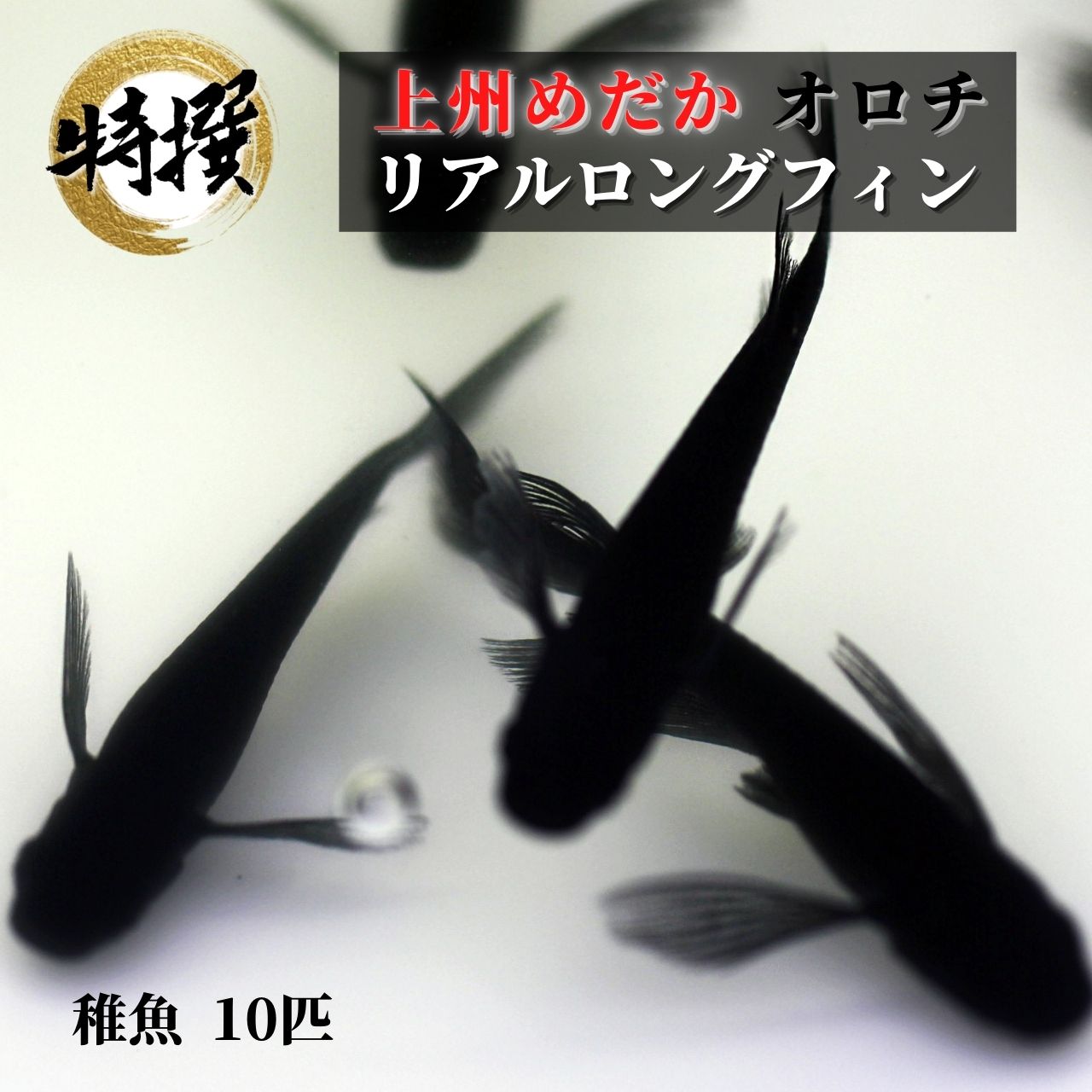 楽天市場】メダカ【王華リアルロングフィン 稚魚10匹】めだか 生体 上州めだか ゾウリムシ ミジンコ PSB と同梱可能 生クロレラ同梱不可 :  world green aquarium