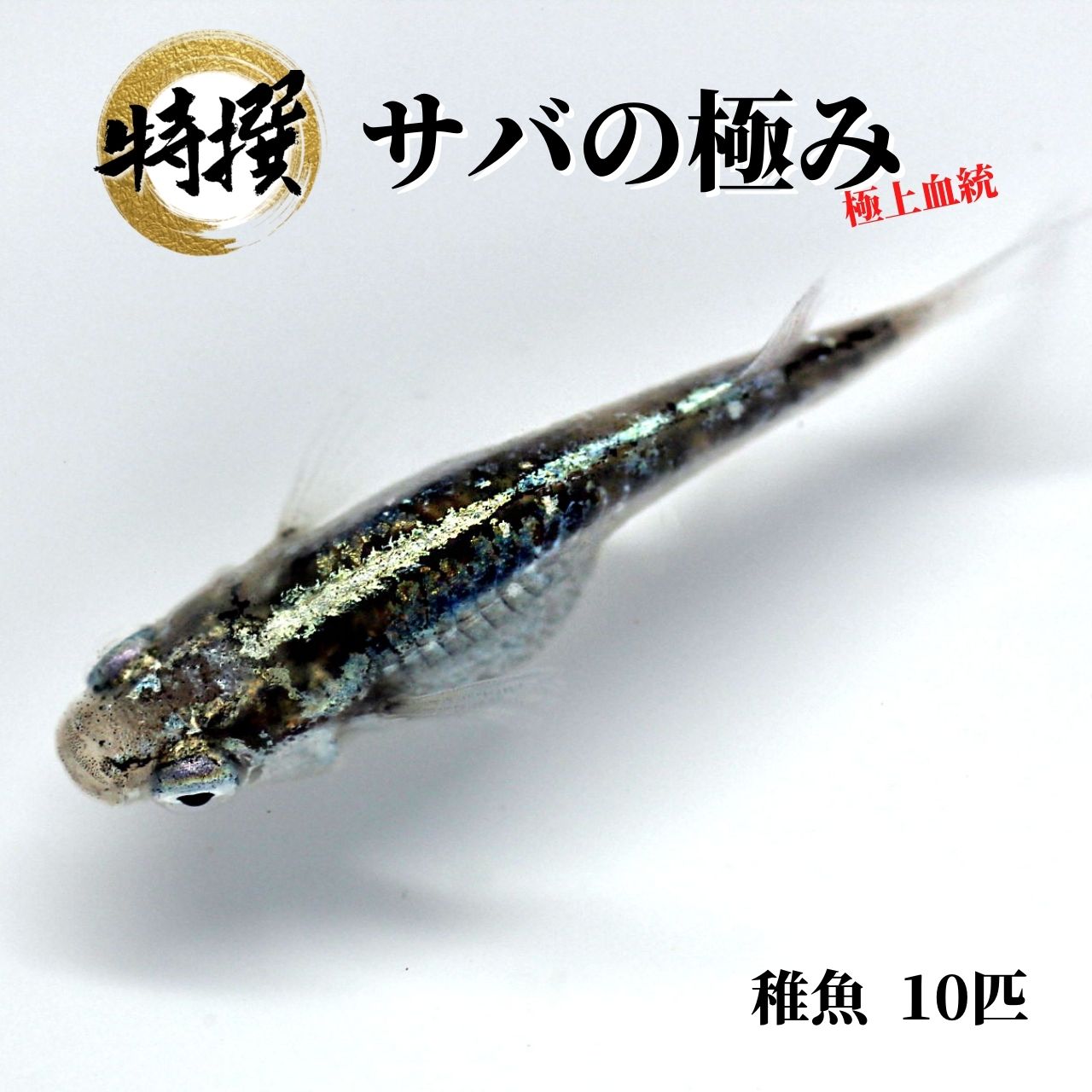 楽天市場】メダカ 特選魚【雲州三色 稚魚10匹】ゾウリムシ ミジンコ PSB と同梱可能 生クロレラ同梱不可 : world green  aquarium