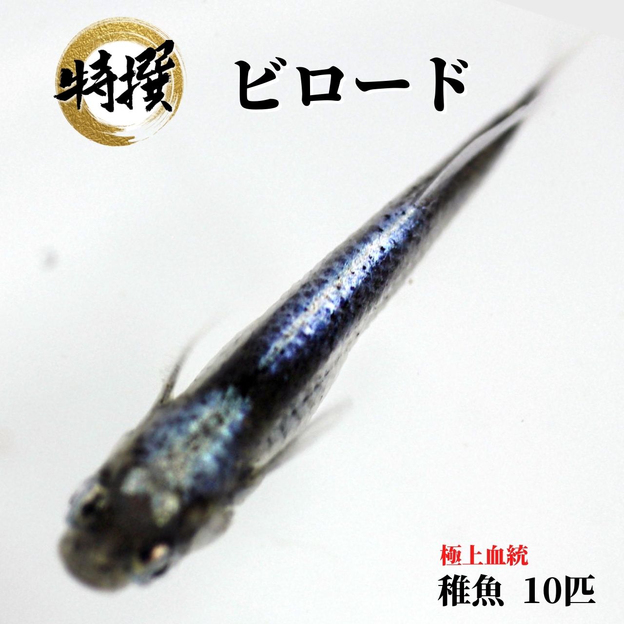 72 以上節約 メダカ業務用 めだか ちぎょ 観賞魚 ゾウリムシ ミジンコ Psb と同梱包可能 生クロレラ 同梱不可 Plannerce Ir