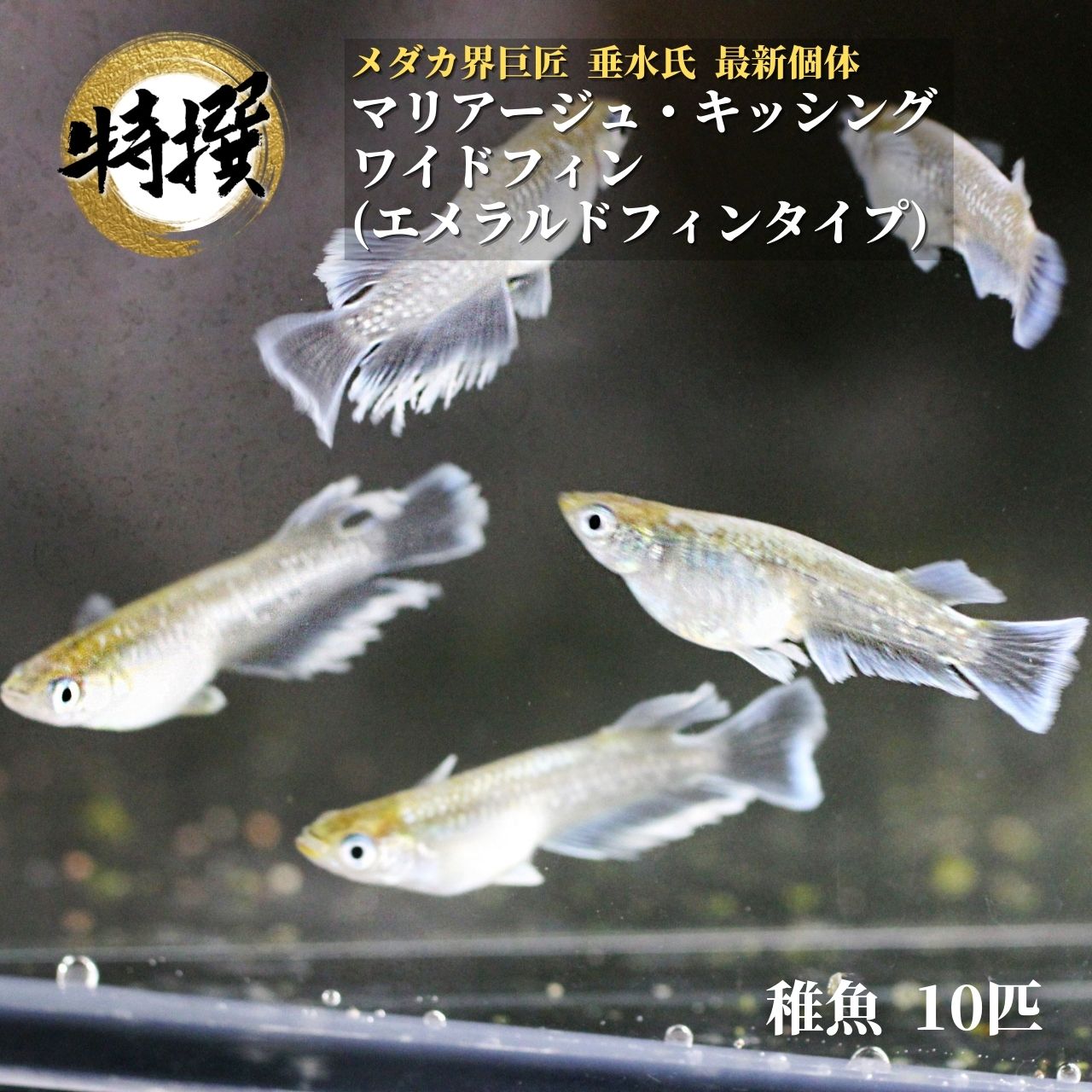 楽天市場】メダカ 入門【マリアージュ キッシングワイドフィン エメラルドフィンタイプ 成魚5匹】エメキン 初心者 めだか 生体 観賞魚 ゾウリムシ  ミジンコ PSB と同梱包可能 生クロレラ 同梱不可 : world green aquarium