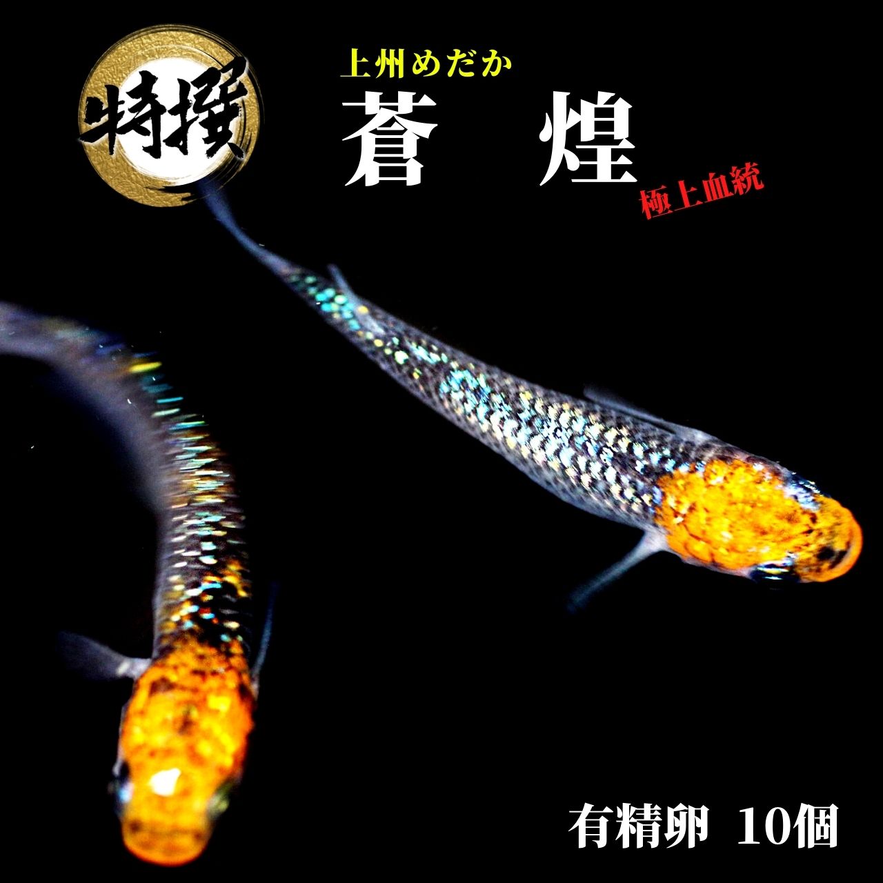 楽天市場】メダカ 特選魚【雲州三色 稚魚10匹】ゾウリムシ ミジンコ PSB と同梱可能 生クロレラ同梱不可 : world green  aquarium