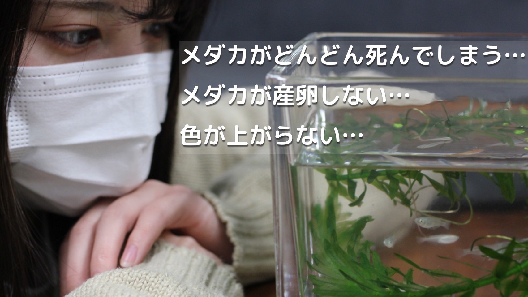 最大94 オフ 送料無料 ゾウリムシ00ml ゾウリムシの餌 インフゾリア 公式lineサポート付き メダカの針子 稚魚の生存率アップ Toyama Nozai Co Jp