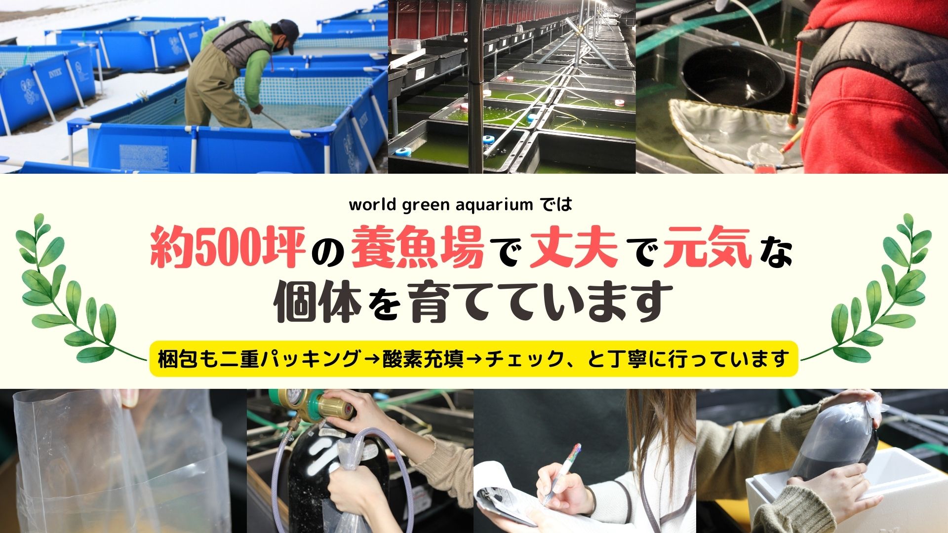 最大94 オフ 送料無料 ゾウリムシ00ml ゾウリムシの餌 インフゾリア 公式lineサポート付き メダカの針子 稚魚の生存率アップ Toyama Nozai Co Jp