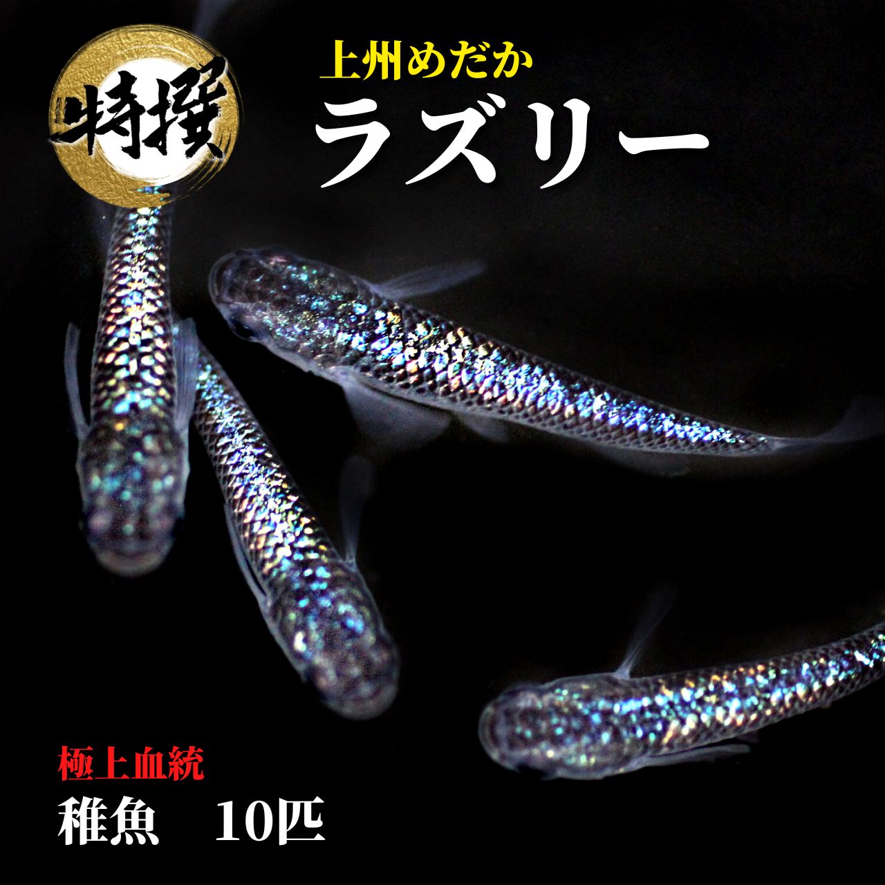 メダカ 上州めだかめだか ちぎょ 観賞魚 ゾウリムシ ミジンコ PSB と同梱可能 生クロレラ同梱不可