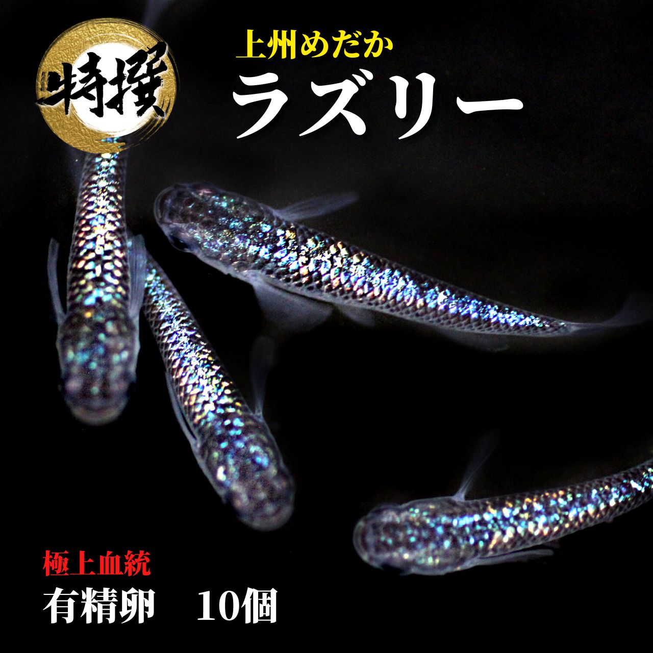 楽天市場】メダカ 特選魚【雲州三色 稚魚10匹】ゾウリムシ ミジンコ PSB と同梱可能 生クロレラ同梱不可 : world green  aquarium