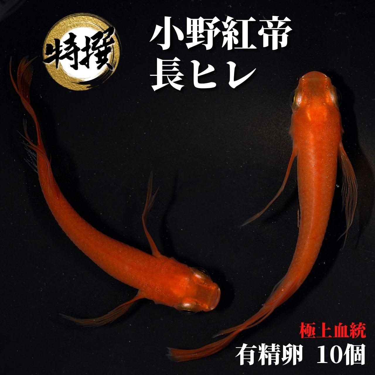 楽天市場】【有精卵10個】メダカの卵 紅華【めだか】生体 こうか ゾウリムシ ミジンコ PSB と同梱可能 生クロレラ同梱不可 : world  green aquarium