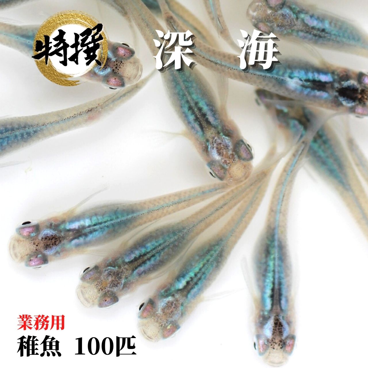 0円 出色 メダカ業務用 めだか ちぎょ 観賞魚 ゾウリムシ ミジンコ PSB と同梱可能 生クロレラ同梱不可