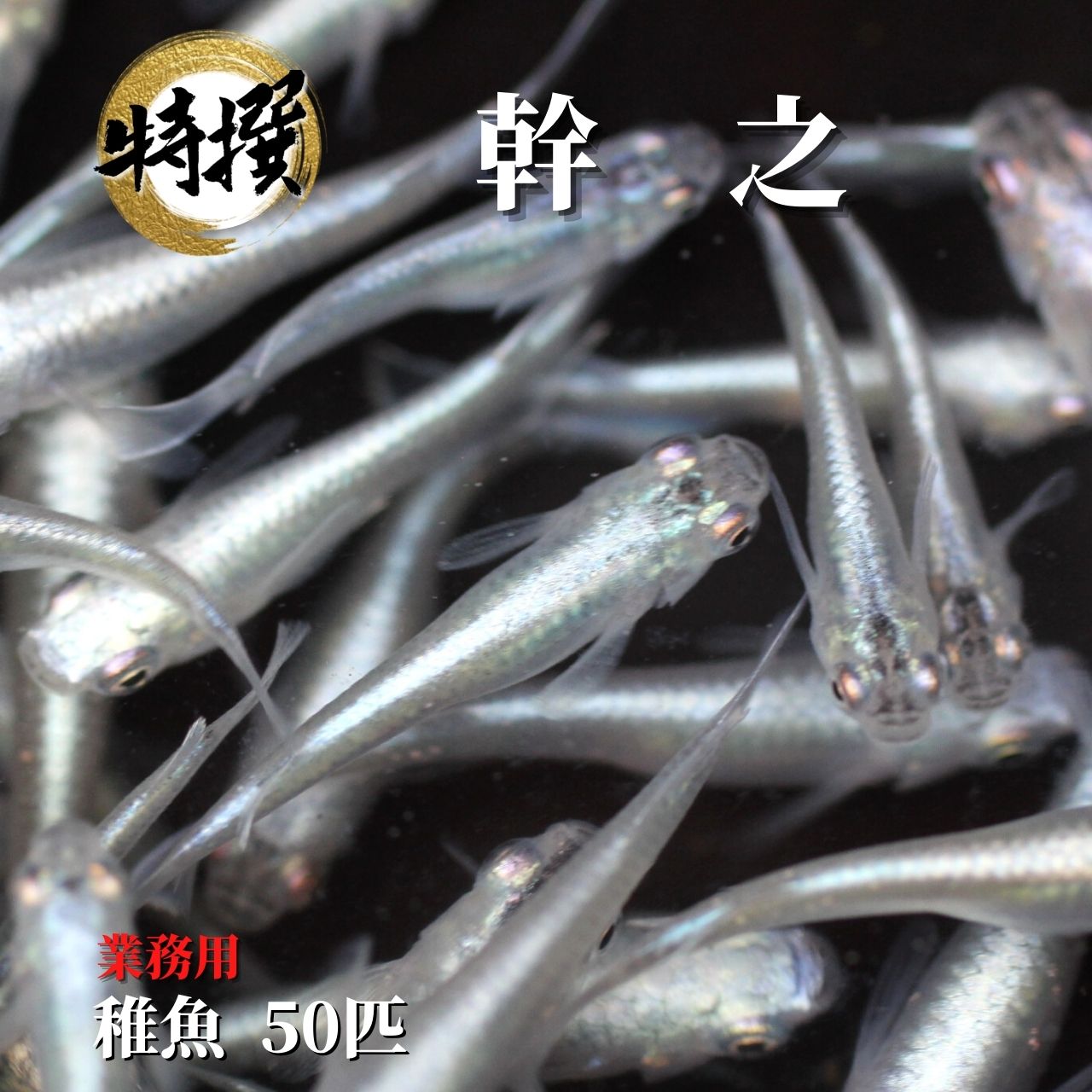 メダカ業務用 めだか ちぎょ 観賞魚 ゾウリムシ ミジンコ Psb と同梱可能 生クロレラ同梱不可 予約 メダカ業務用 めだか ちぎょ 観賞魚 ゾウリムシ ミジンコ Psb と同梱可能 生クロレラ同梱不可 予約