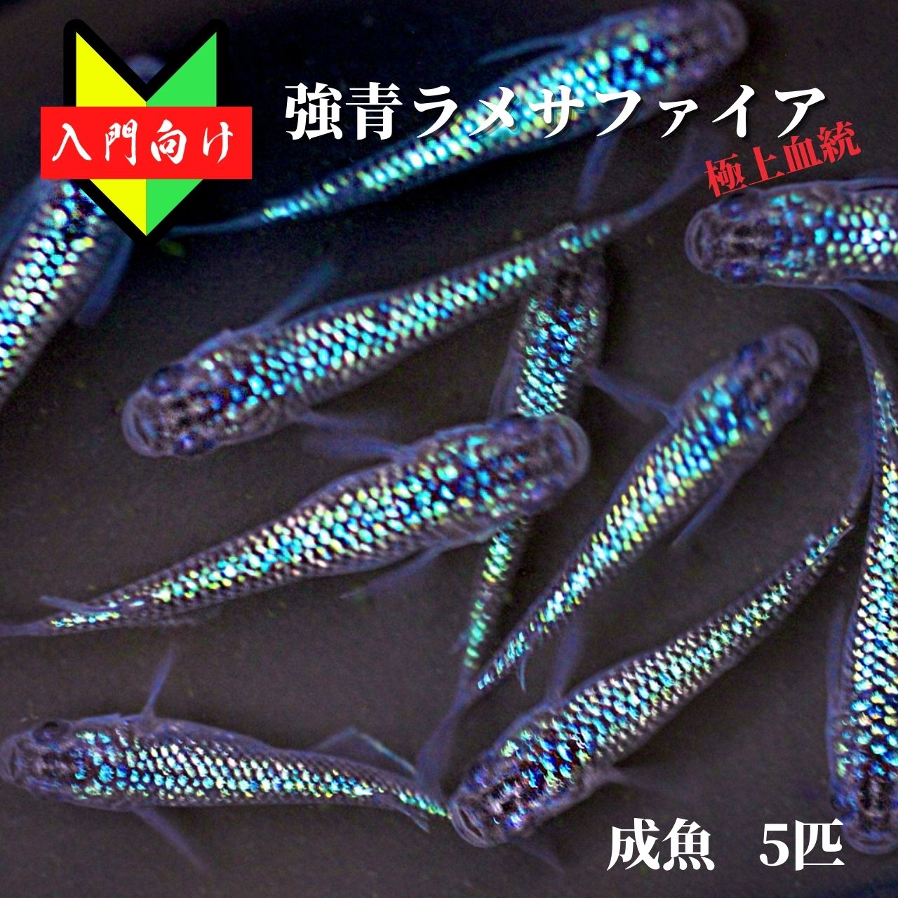 【楽天市場】メダカ【サファイア 成魚10匹】ゾウリムシ ミジンコ PSB と同梱可能 生クロレラ同梱不可 : world green aquarium