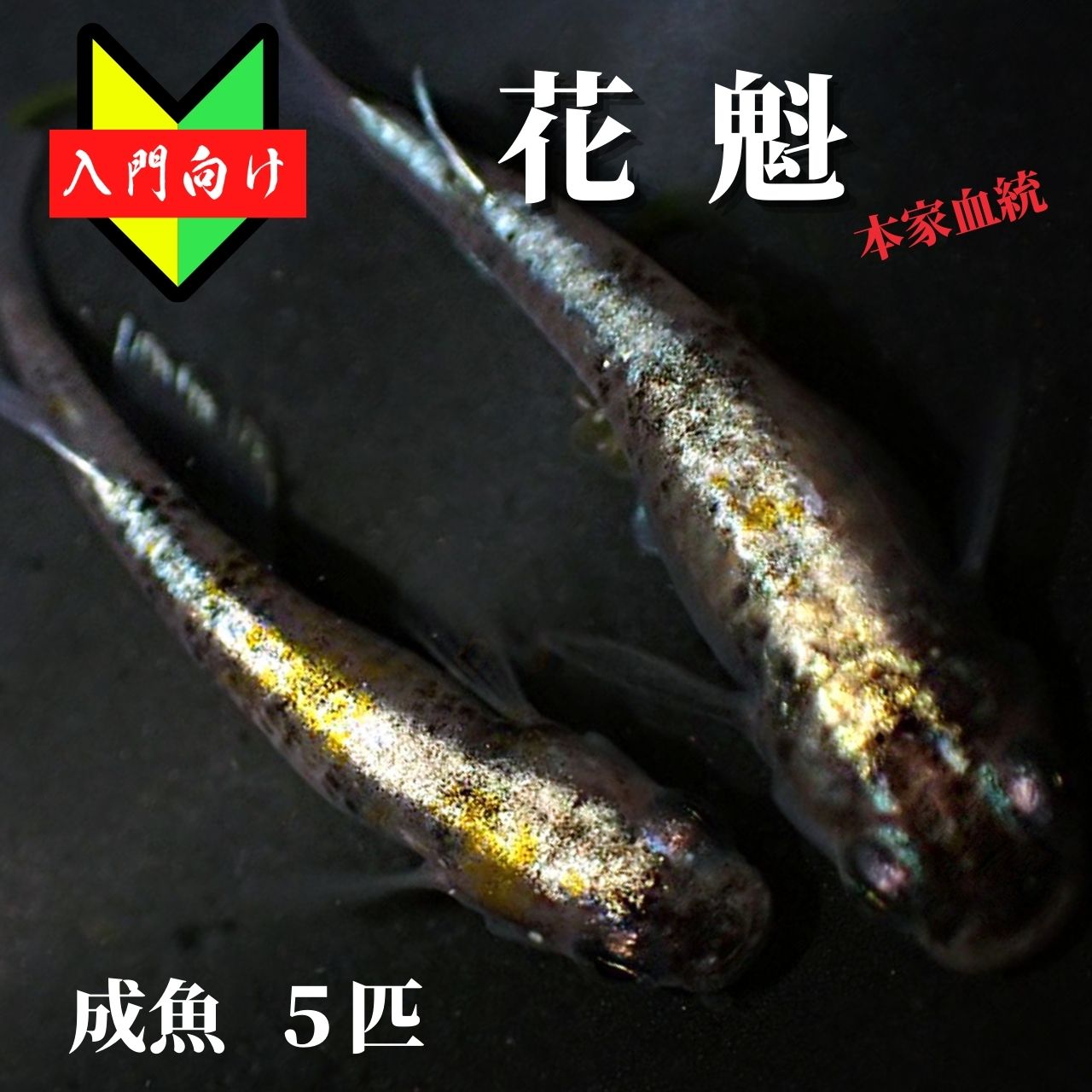 【楽天市場】メダカ【花魁 稚魚10匹】めだか おいらん ゾウリムシ ミジンコ PSB と同梱可能 生クロレラ同梱不可 : world green  aquarium