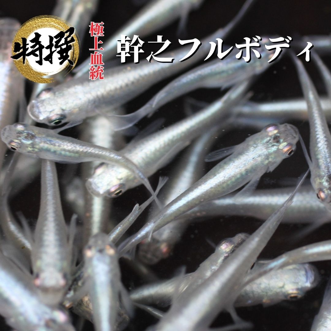 楽天市場】【送料無料】メダカ【幹之フルボディ 成魚10匹】めだか 生体 みゆき ゾウリムシ ミジンコ PSB と同梱可能 生クロレラ同梱不可 :  world green aquarium