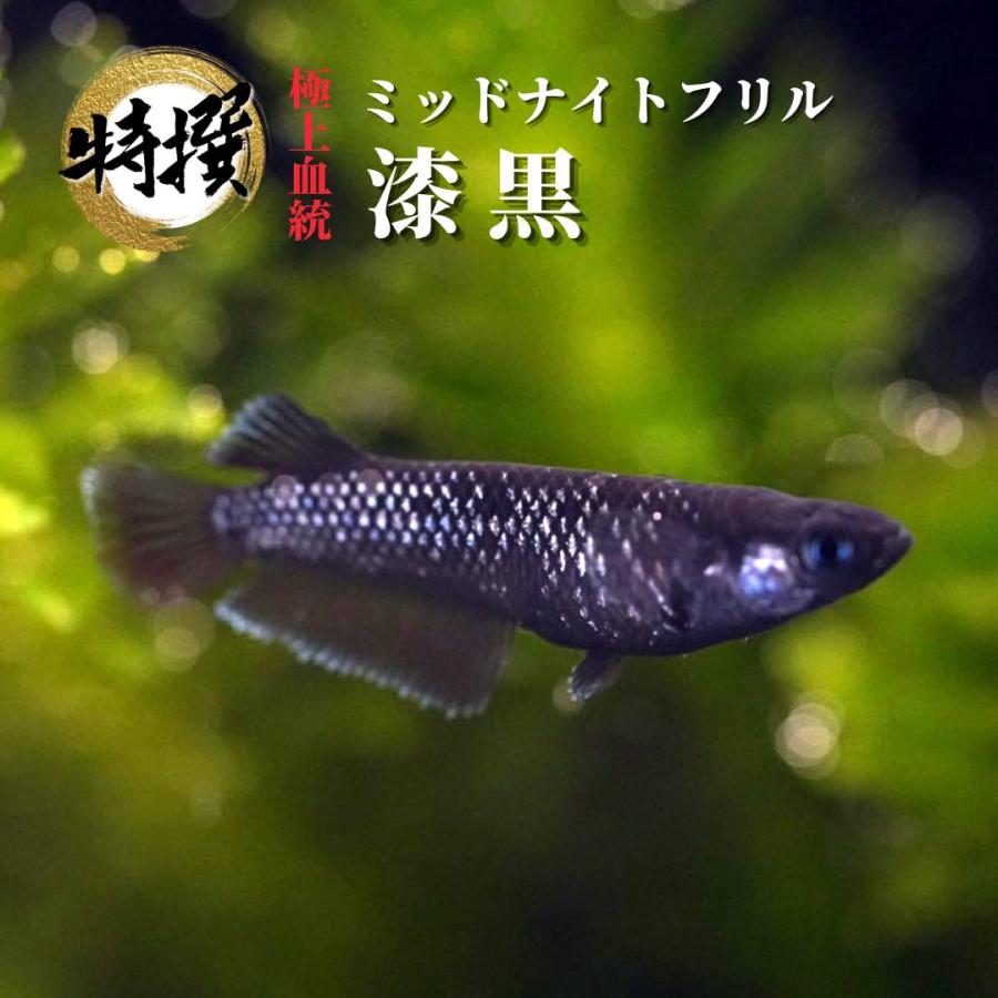 【成魚1有りの実～10匹】メダカ 真夜中フラウンスまっ黒手合い【めだか】S~SS大きさ 成魚 ハウツー物用成魚 めだか 毛の荒物 ゾウリムシ ミジンコ PSB と同梱能力のある 生クロレラ同梱不可