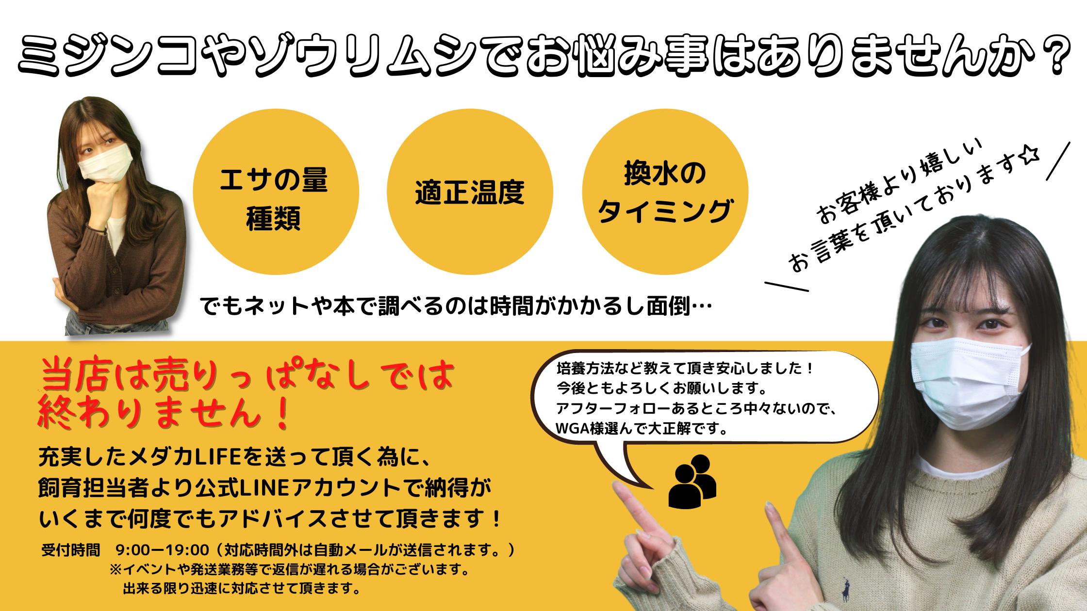 売れてます 高品質タマミジンコ 約3 000匹以上 グリーンウォーターなどではお腹いっぱいにならない稚魚に World ゾウリムシやpsb