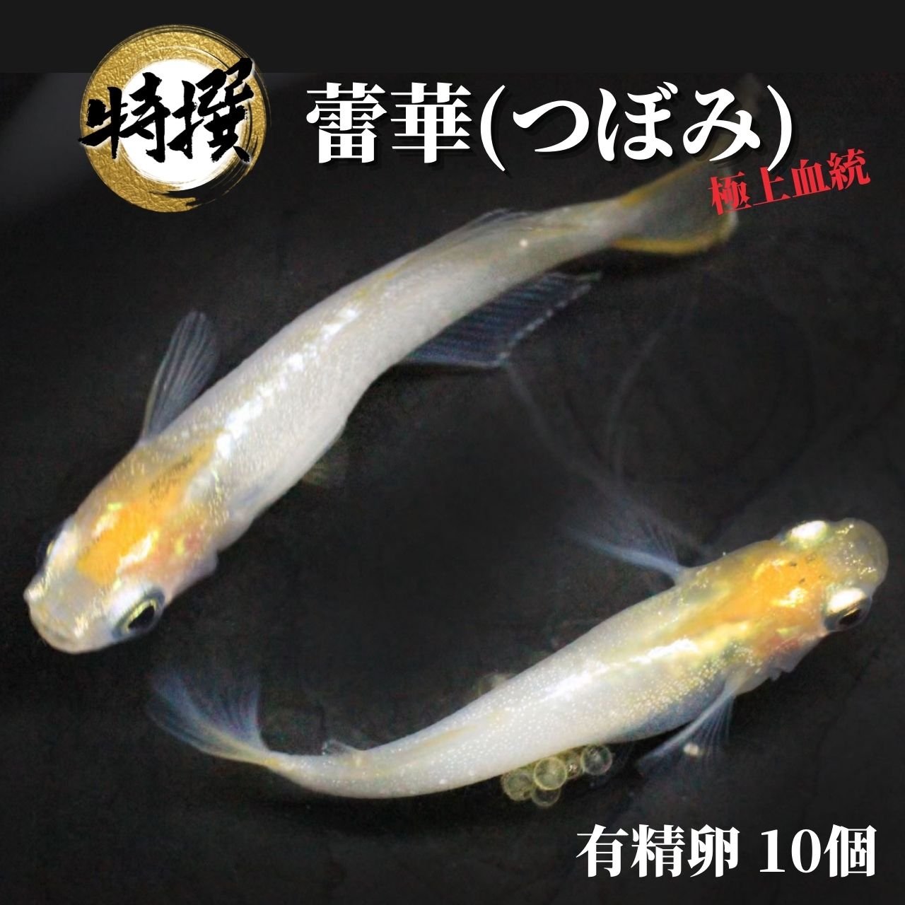 楽天市場】メダカ 特選魚【雲州三色 稚魚10匹】ゾウリムシ ミジンコ PSB と同梱可能 生クロレラ同梱不可 : world green  aquarium