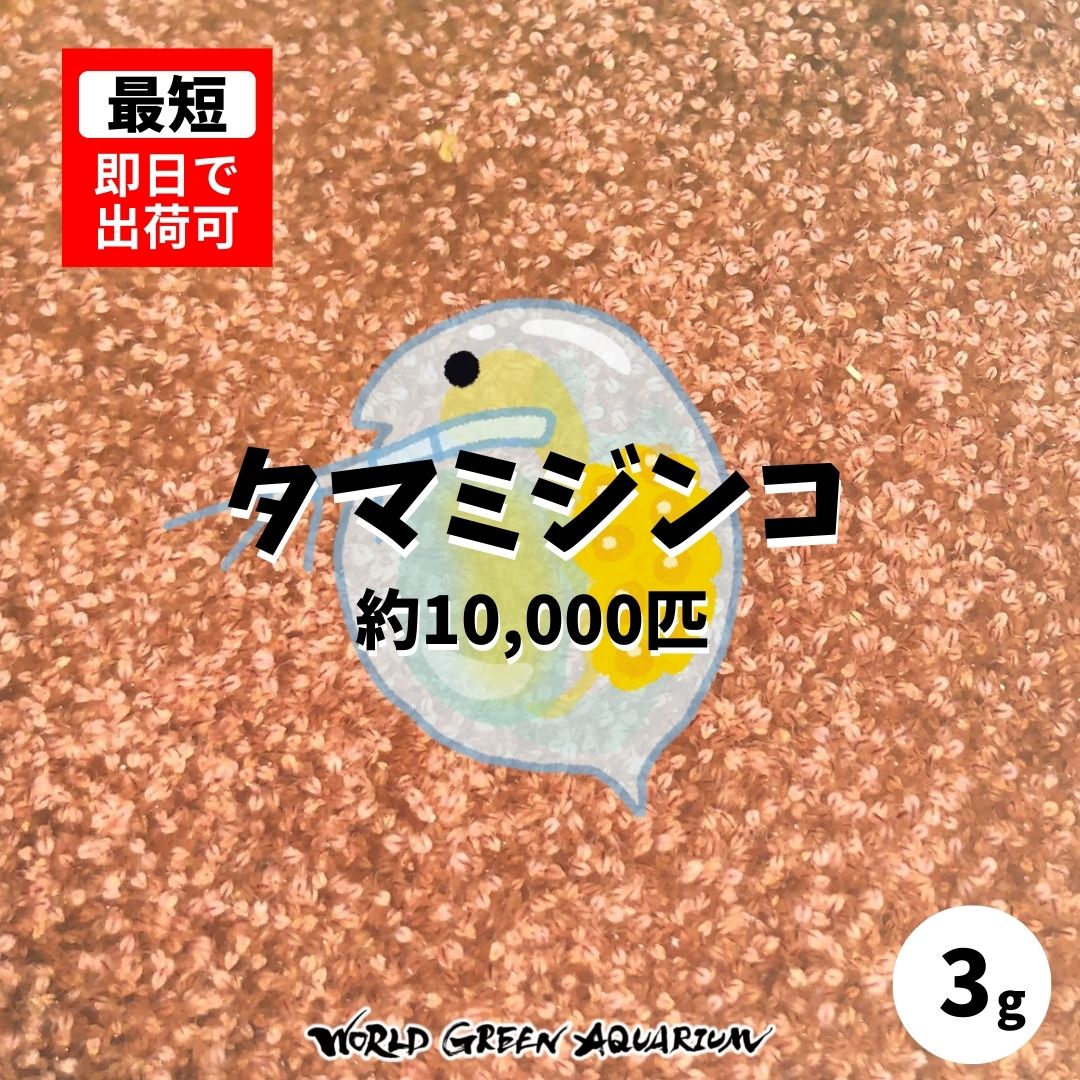 楽天市場】メダカ【ミッドナイトフリル体外光タイプ 稚魚10匹】めだか