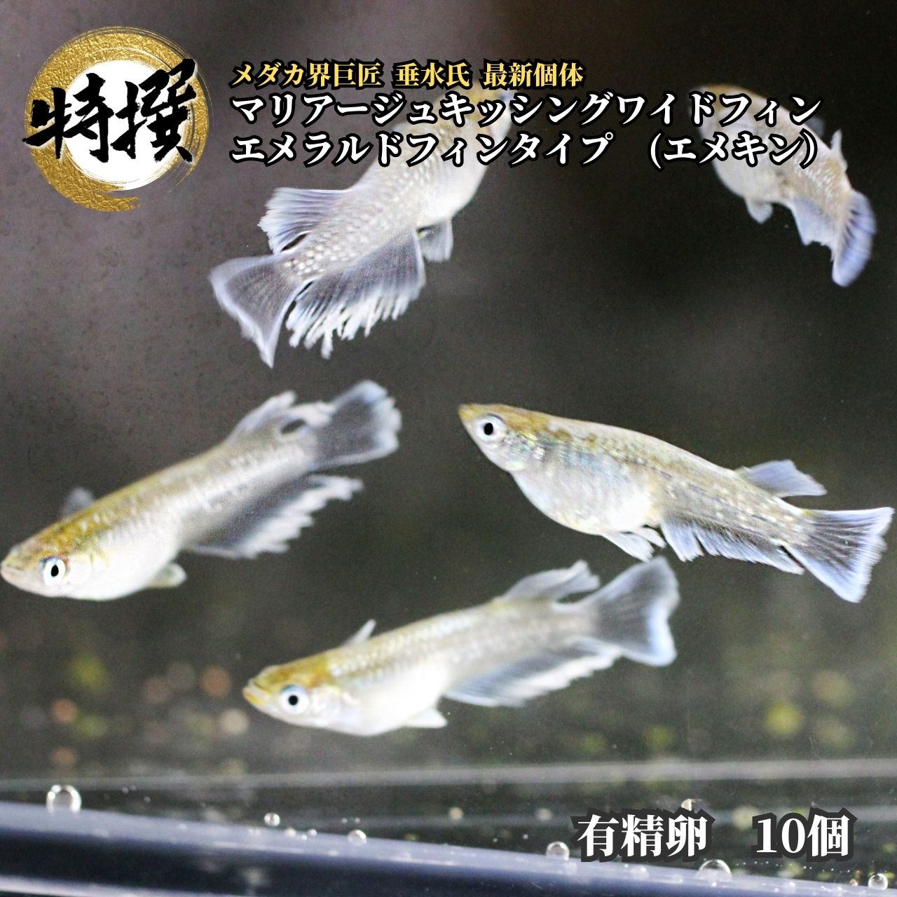 楽天市場】【成魚1ペア】メダカ エメキン【めだか】マリアージュキッシングワイドフィンエメラルドフィンタイプ 生体 目高 ゾウリムシ ミジンコ PSB  と同梱可能 生クロレラ同梱不可 : world green aquarium