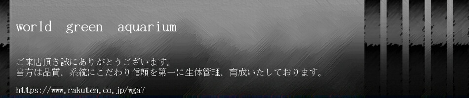 楽天市場 特選 クロレラ錠剤 100g約500粒 メダカ 金魚の色揚げ 消化不良改善に効果あり 甲殻類 レットビーシュリンプ 太極の餌 World Green Aquarium 楽天市場 特選 クロレラ錠剤 100g約500粒 メダカ 金魚の色揚げ 消化不良改善に効果あり 甲殻類 レットビーシュリンプ 太極の餌 World Green Aquarium