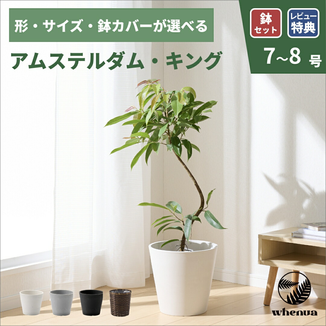 5/11-13 SALE 花・ガーデン・DIY-観葉植物