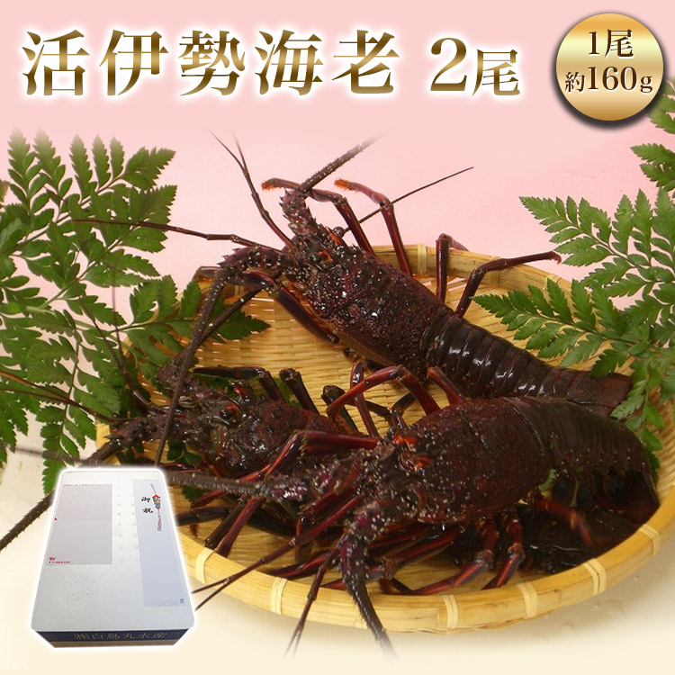 楽天市場 内祝い お家ごはん ギフト プレゼント お取り寄せ グルメ 詰め合わせ 干物 食べ物 ギフト 干物ギフト 送料無料 房総伊勢海老 160g 2尾 極上品 新鮮 贈答品 名産 お土産 濃厚 高級 贈り物 海鮮 海の幸 美味 千葉県産 御中元 白鳥丸水産