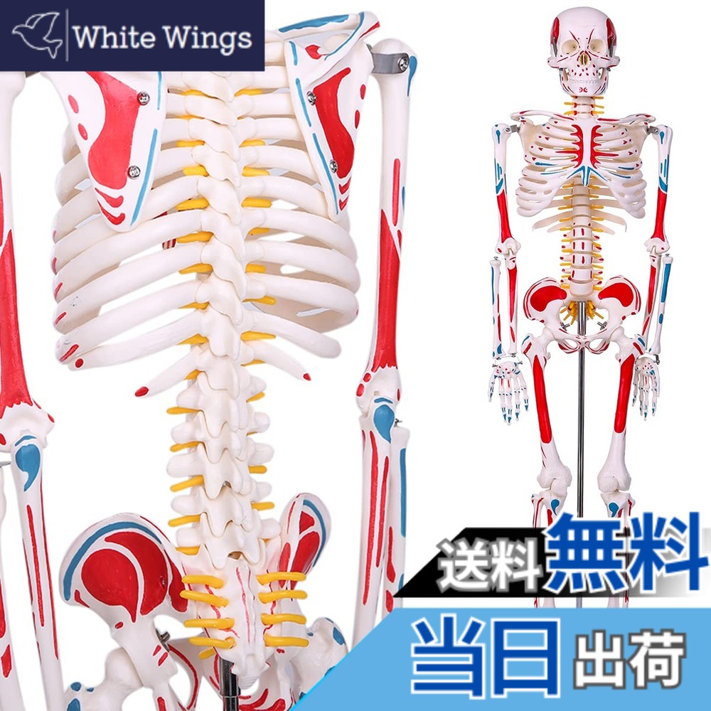 【送料無料】【理学療法士監修】人体骨格模型 高精度1/2人体モデル 筋肉起始／停止色表示型 85cM スタンド付き 教材 医学 8,602円