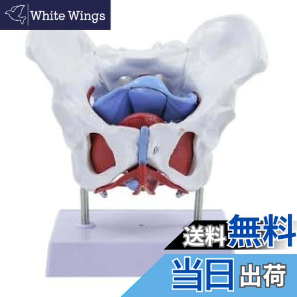 【送料無料】[カロカック] 人体骨格模型 女性骨盤内臓 高精度 骨盤 接骨院 整体 ダイエット 骨盤底筋付6分解モデル 色：女性骨盤