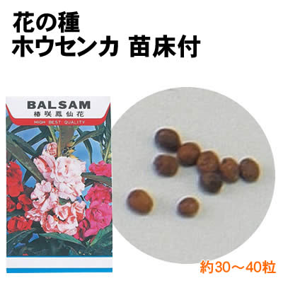 楽天市場 個人宅配送不可 アーテック 花の種 ホウセンカ 苗床付 ウイッチ