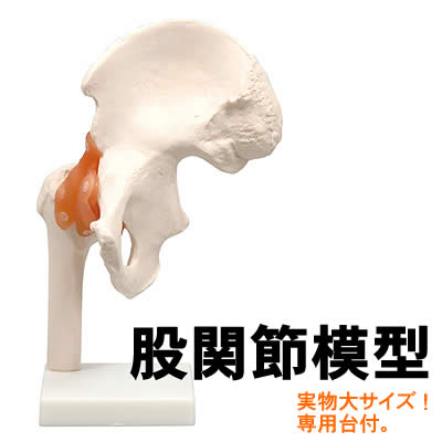 【個人宅配送不可】アーテック 股関節模型(009703)