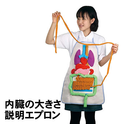 【個人宅配送不可】アーテック 内臓の大きさ説明エプロン(008734)｜ウイッチ